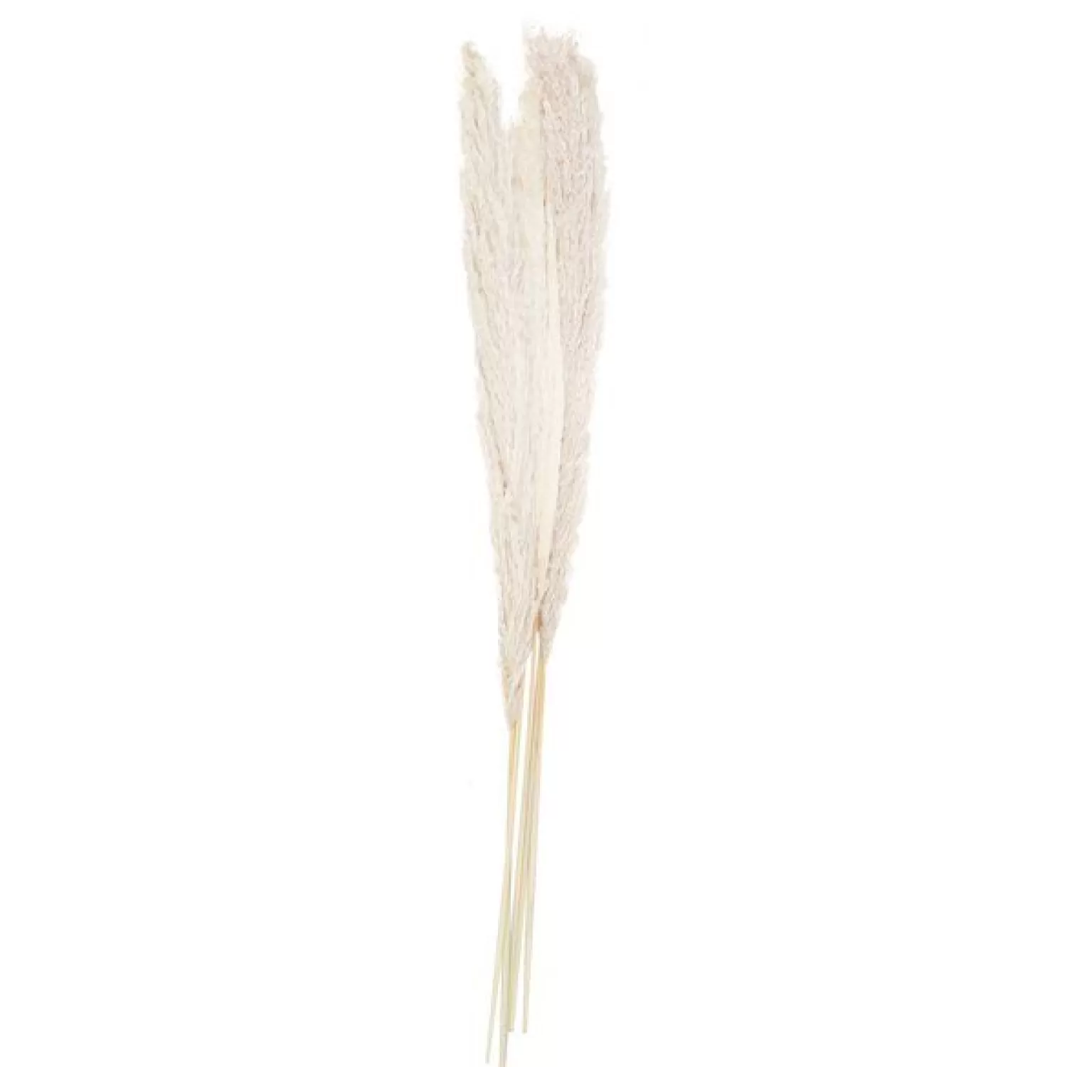 Best Party Delights A Touch Of Pampas Bleached Pampas Grass (5Pk)