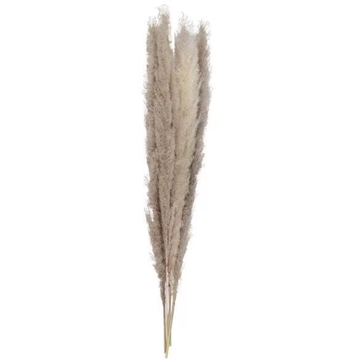 Online Party Delights A Touch Of Pampas Natural Pampas Grass (5Pk)