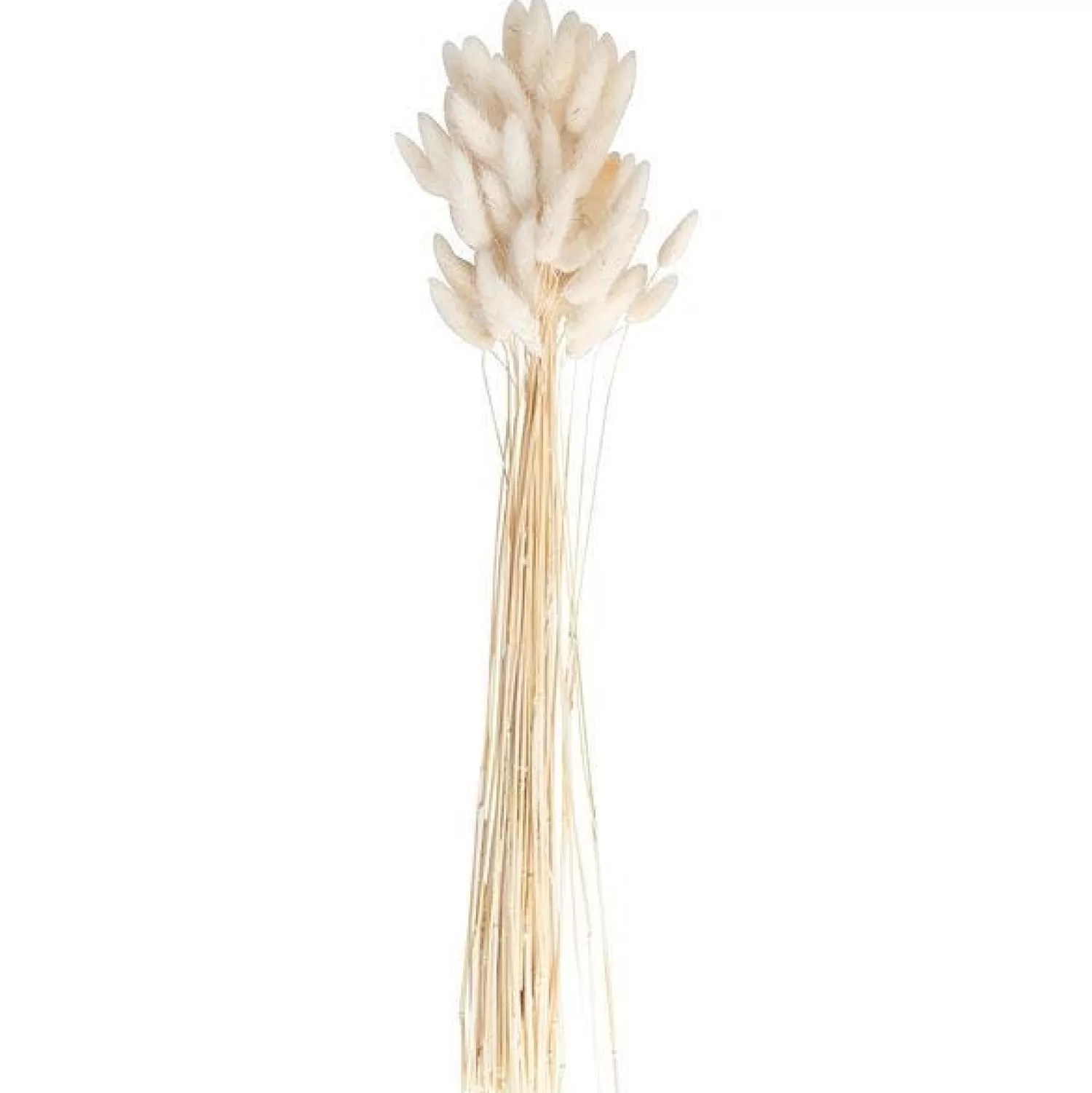 Flash Sale Party Delights A Touch Of Pampas Off White Dried Bunny Tail Grass (20Pk)
