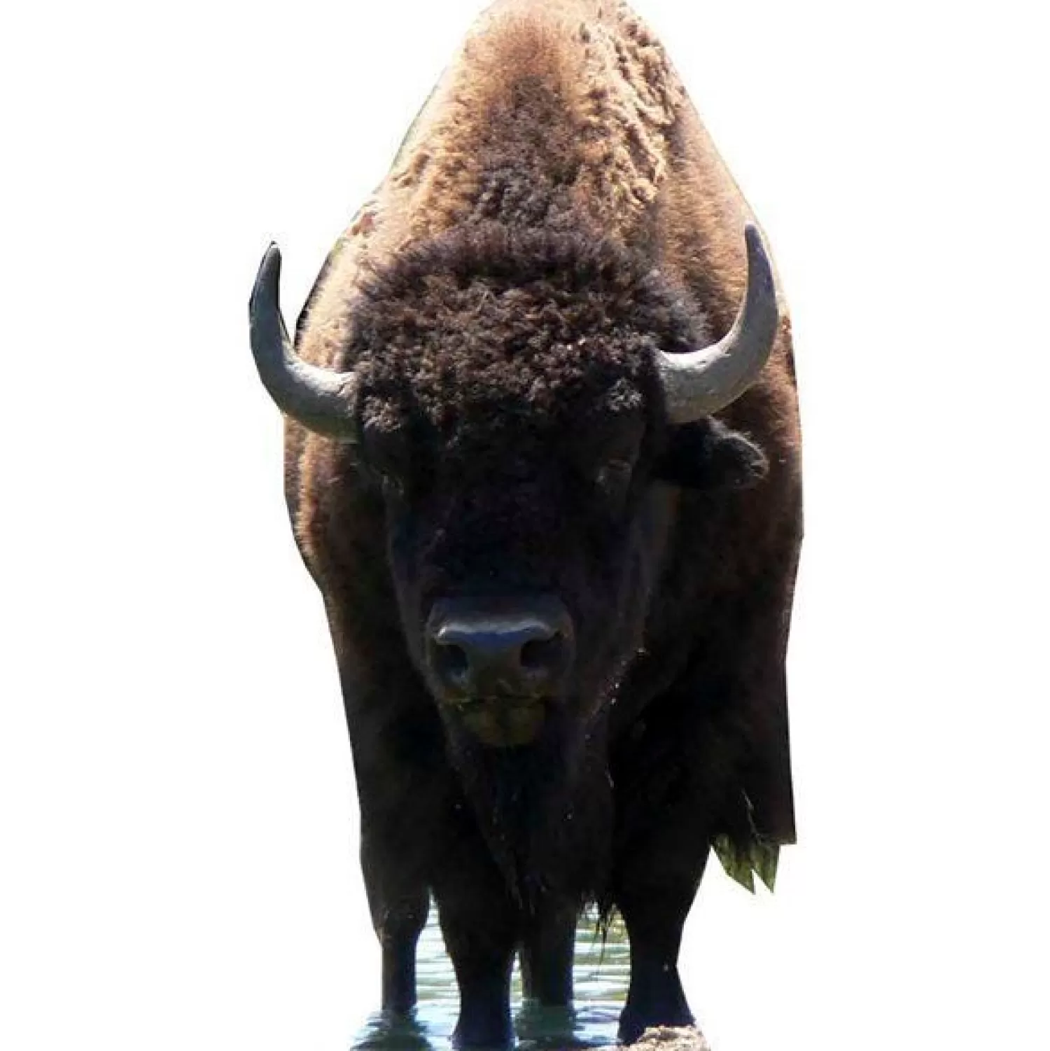 Flash Sale Party Delights Bison (Buffalo) Cardboard Cutout - 180Cm X 90Cm