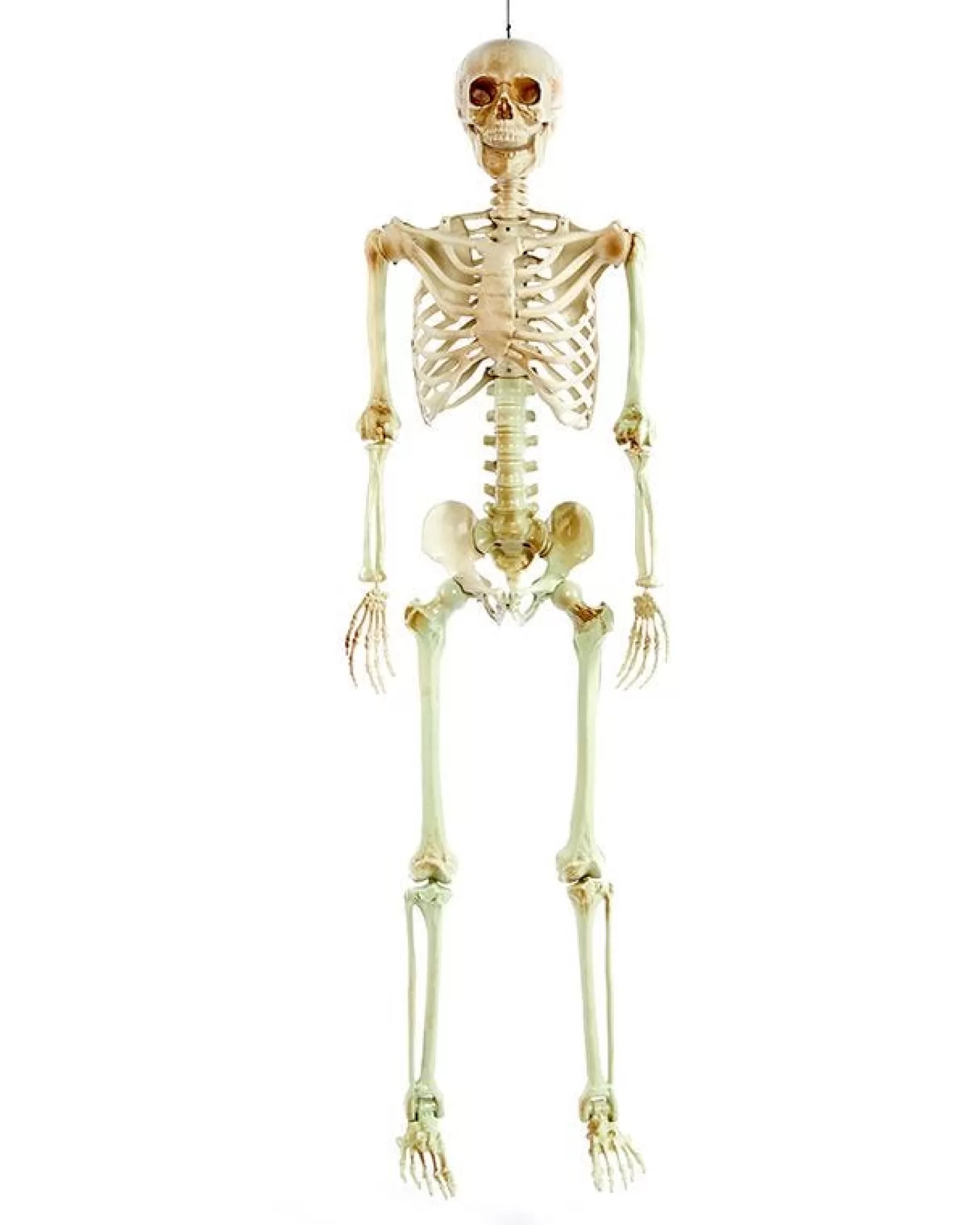 Life Size Skeleton Prop<Party Delights New