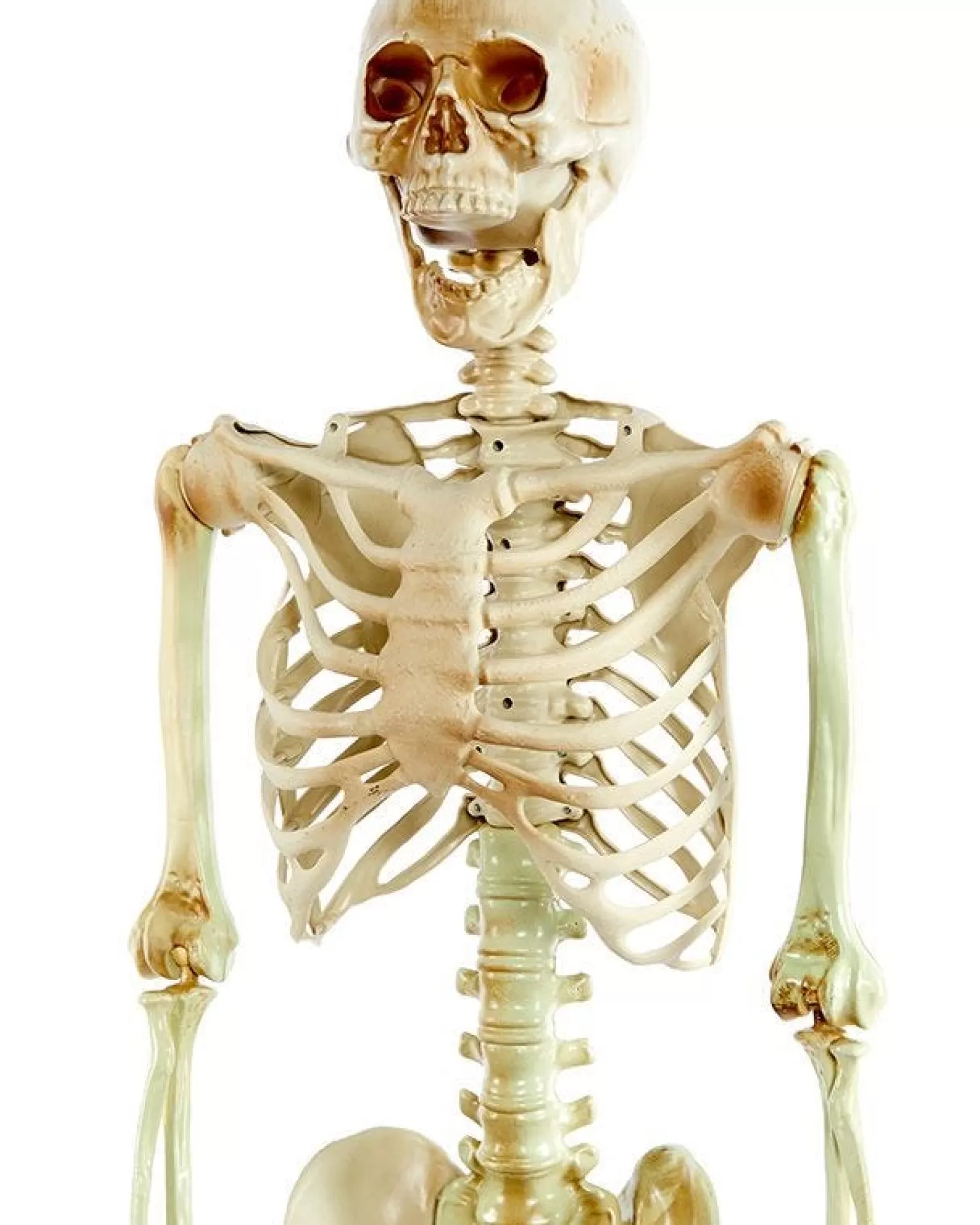 Life Size Skeleton Prop<Party Delights New