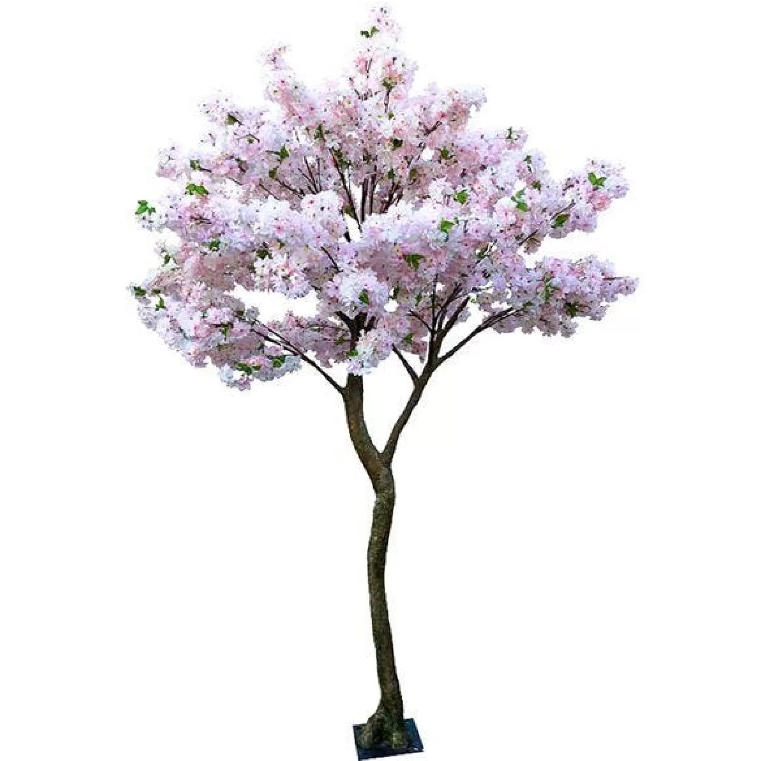 Hot Party Delights Pink Blossom Tree - 2.7M