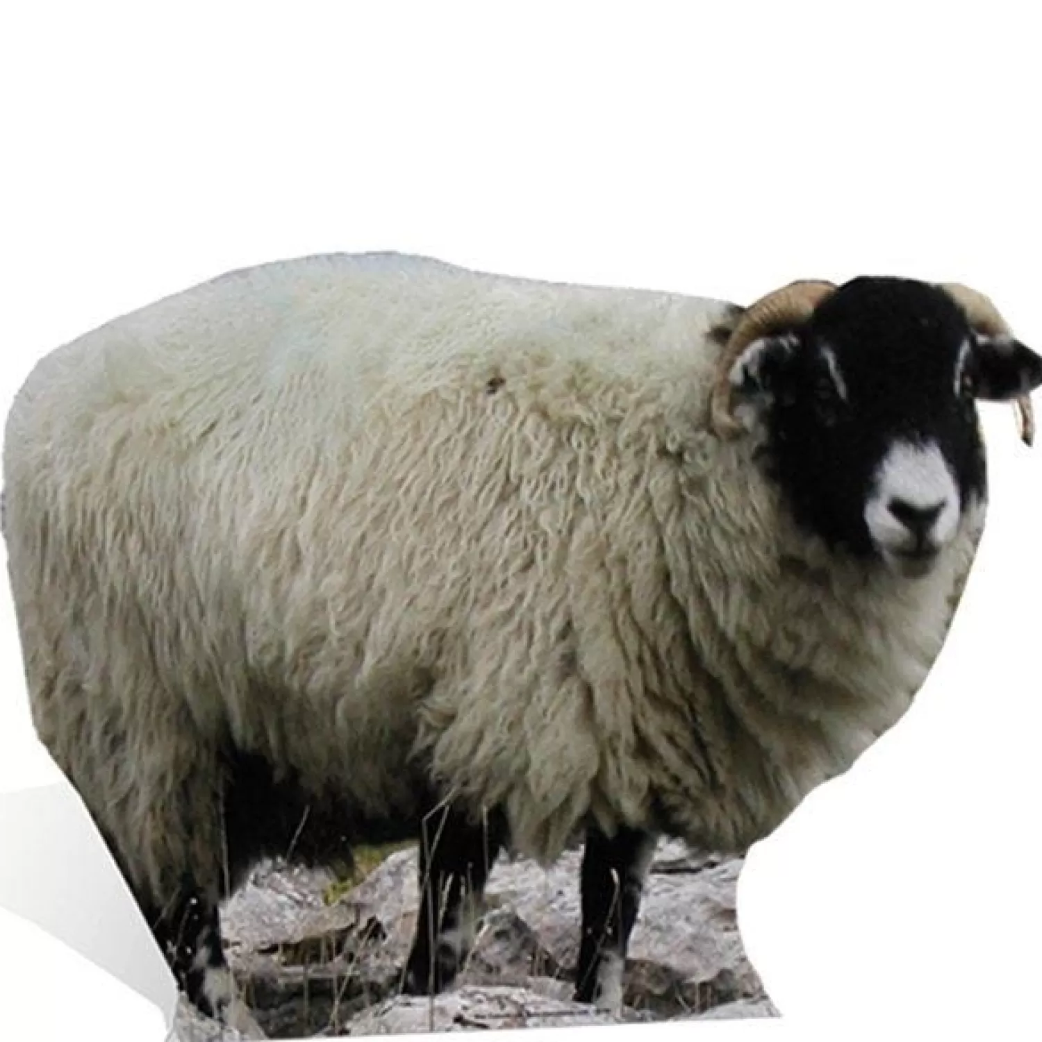 Flash Sale Party Delights Sheep Cardboard Cutout - 63Cm X 89Cm