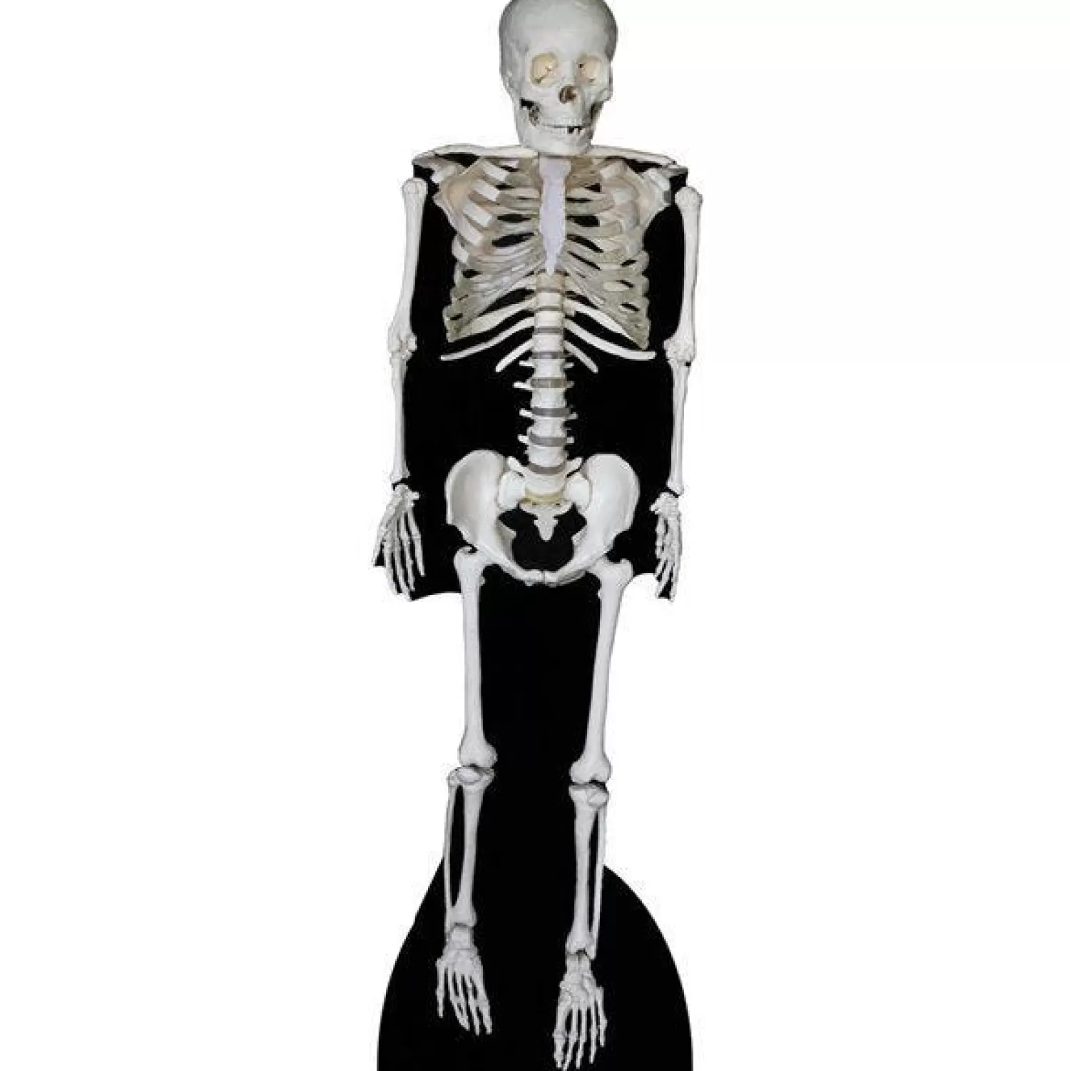 Skeleton Cardboard Cutout - 189Cm X 57Cm<Party Delights Best Sale