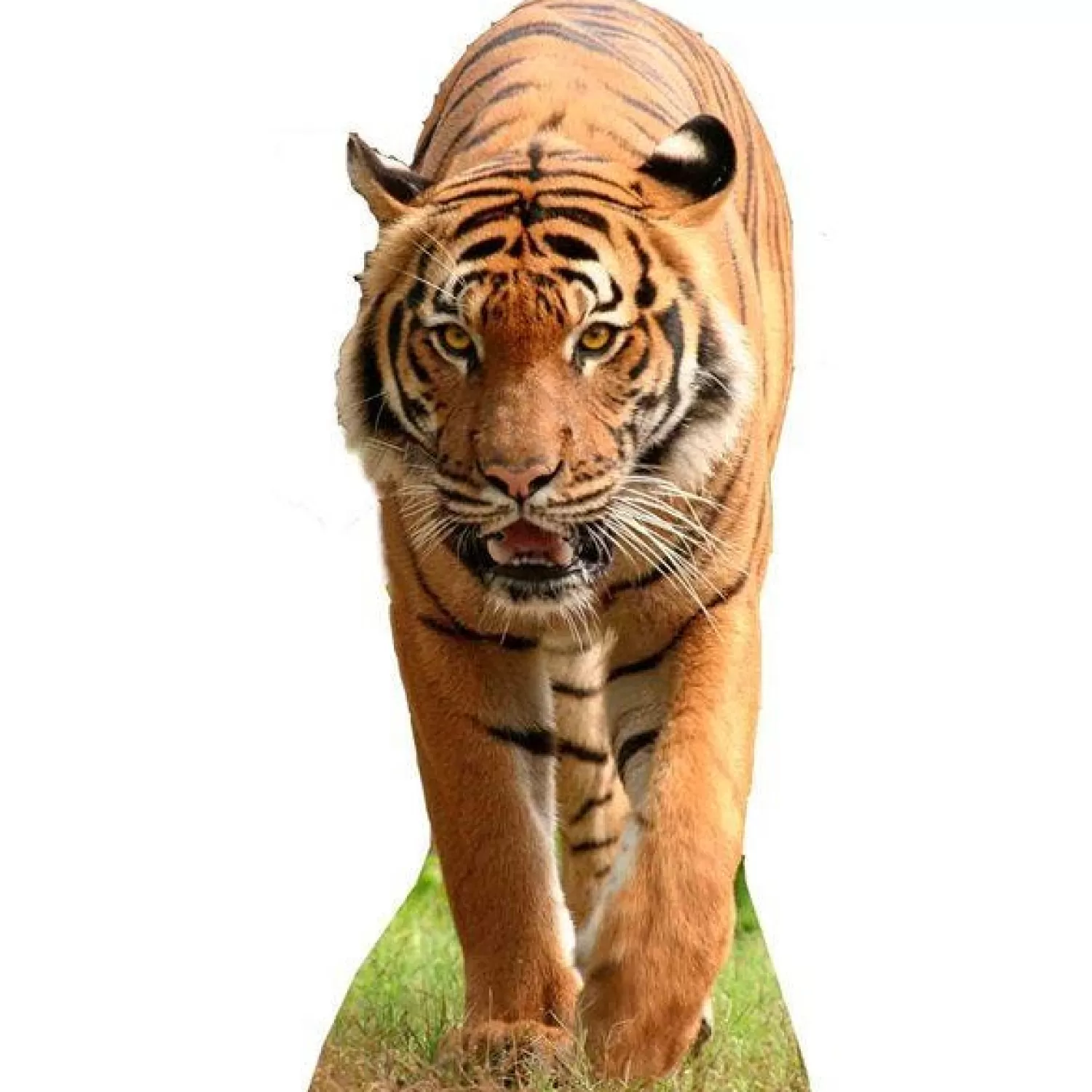 New Party Delights Tiger Cardboard Cutout - 130Cm X 56Cm